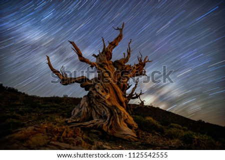 Star trail with Milky Way over Bristlecone Pine, Pinus longaeva in the White Mountains, California, USA. A over 5000 Years old Bristlcone Pine.