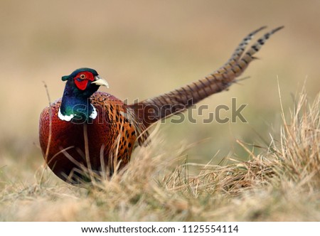 Ringneck Pheasant (Phasianus colchicus)