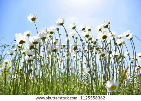White daisies on blue sky background a beautiful daisy field, low angle Daisy picture.