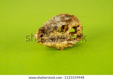 Photo picture of a Canarian Dry Lizard Skull Bone