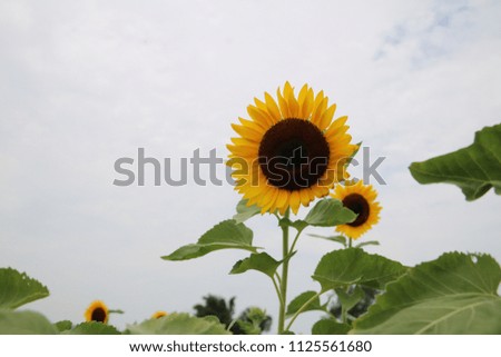 Sunflowers are blooming now