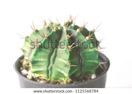 Cactus planted in black pot isolated on White Background