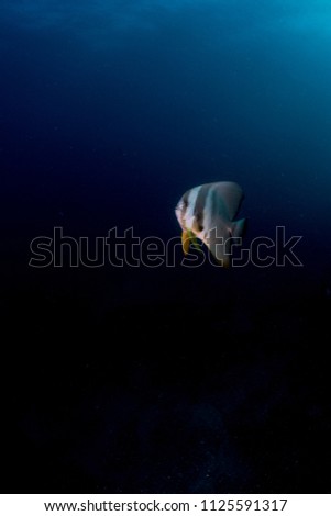 A batfish in the darkness