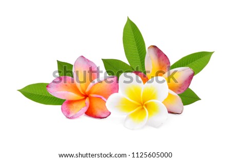 frangipani tropical flower, plumeria, Lanthom, Leelawadee flower with green leaves isolated white background