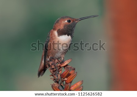 Male Allen's hummingbird perched on aloe plant. Photo taken in Southern California.