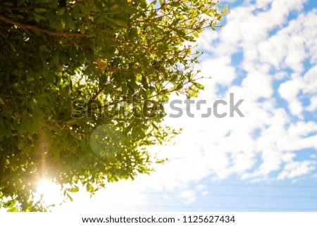 green tree on blue sky