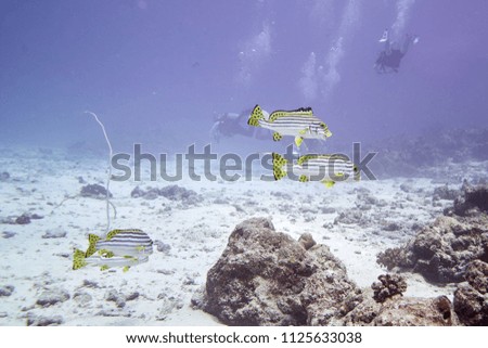 Yellow-banded Sweetlips in the deep blue at Similan Islands Thailand