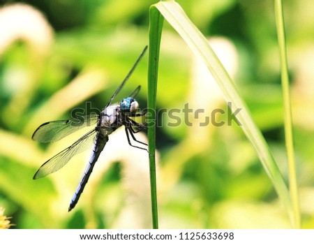 Male Great Blue Skimmer Dragonfly