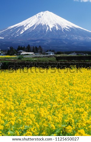 The Rape field and Mt. Fuji