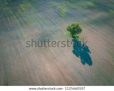 drone image. aerial view of empty cultivated fields with lonely tree in the middle. latvia summer day - vintage retro look