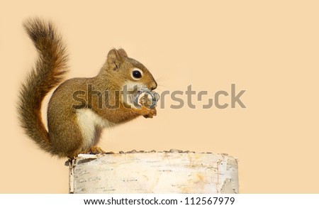 Young male squirrel holding on lovingly to a tiny antique picture frame with a picture of his sweetheart in it.
Part of a  series.