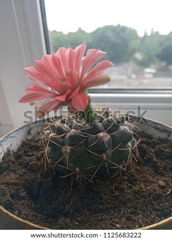 
beautiful cactus flower of scarlet color