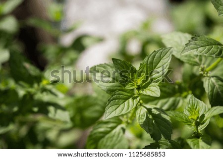 Juicy mint leaves close-up. Photographed on a sunny afternoon
