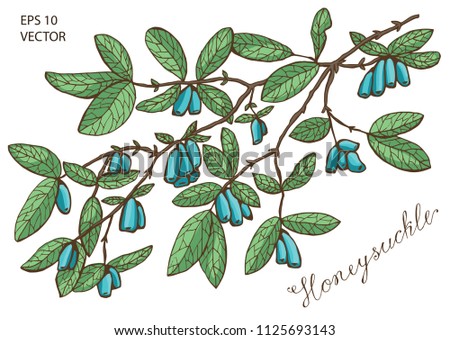 Colorful honeysuckle branch with ripe berries, green leaves and lettering on white. Vintage nature concept, hand drawn vector illustration with engraved design elements