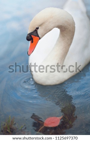 White swan in the foggy lake at the dawn. Morning lights and beautiful bird. Cygnus. Park. Moscow. Russia.