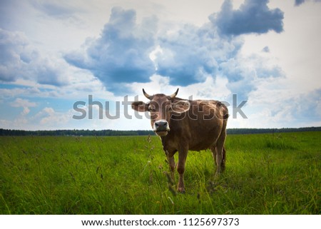 Cow on a summer pasture. Close up portrait brown dairy cow in farm field summer. Russia. Moscow.