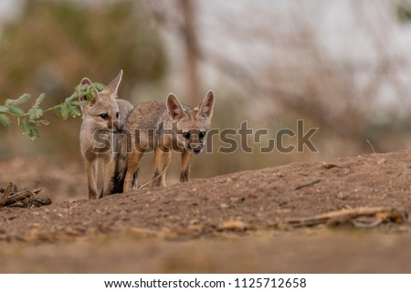 This picture of Fox puppies is taken in Gujarat in India.