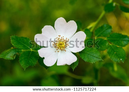 Flower wild rose. Dog-rose  Rosa canina