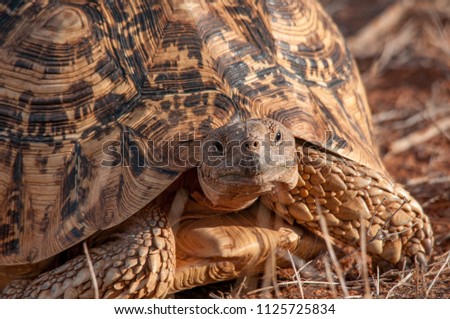 Leopard Tortoise, Turtle, Geochelone pardalis, National Reserve, Kenya, Africa
