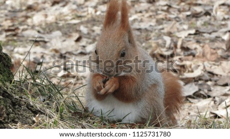 Squirrel eats pine nuts