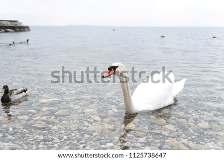 Swans float on the lake