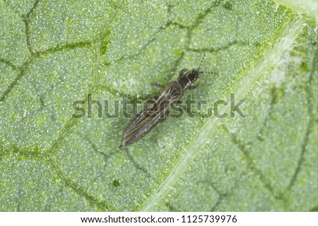 Thrips Thysanoptera on a leaf of bean. Royalty-Free Stock Photo #1125739976