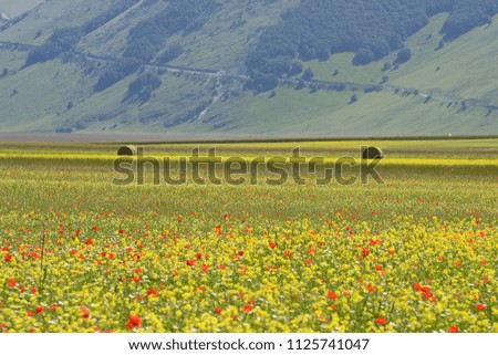 Umbria, Italy, cultivated and flowery fields of Castelluccio di Norcia karst plans with Sibillini mountains in background