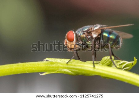 insect fly on on green leaf