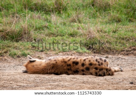 Spotted Hyenas, Crocuta, National Reserve, Kenya, Africa