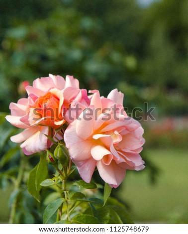 Transient beauty of roses.