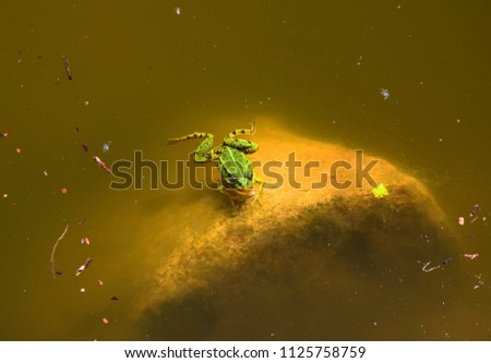 Small green frog swimming in a shallow pond and touching a large orange rock while being surrounded with dust and small particles falling from the nearby trees