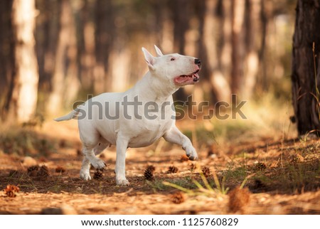 white dog breed bull Terrier on a walk, running in the woods Royalty-Free Stock Photo #1125760829