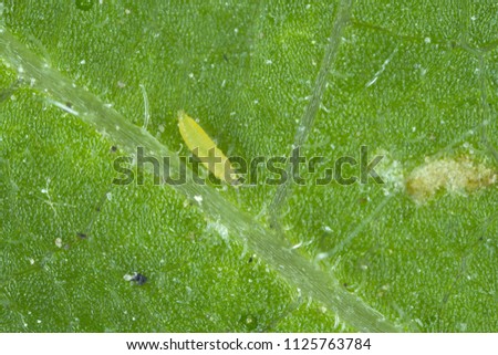 Larva of the western flower thrips (Frankliniella occidentalis) and damage caused by it pest on the bean leaf. Is an important pest insect in agriculture. Royalty-Free Stock Photo #1125763784