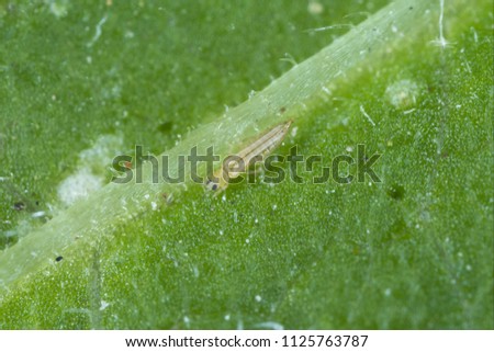 The western flower thrips: Frankliniella occidentalis and damage caused on the bean leaf by this pest. It is an important pest insect in agriculture. Royalty-Free Stock Photo #1125763787