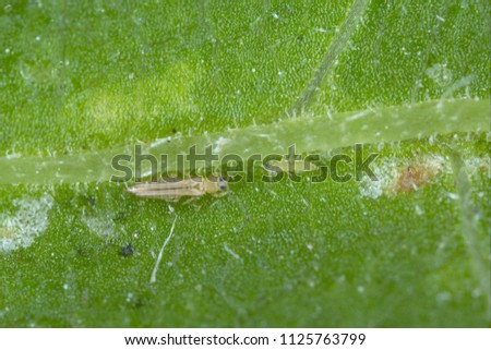 Larva and adult of the western flower thrips (Frankliniella occidentalis) and damage caused by it pest on the bean leaf. Is an important pest insect in agriculture. Adult insect and a larva on leaf. Royalty-Free Stock Photo #1125763799