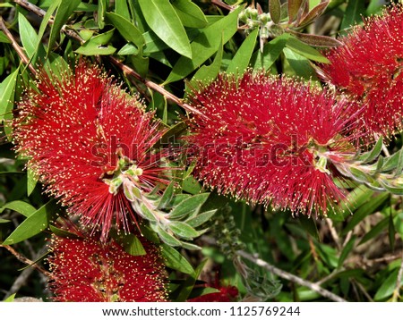 red callistermon flowers