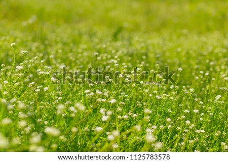 Fresh green spring grass in the morning background