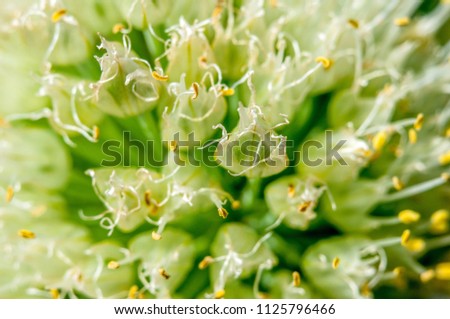 Blurred macro background for your design. The texture is the green petals of the plant