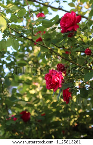 garden roses on the bush, selective focus