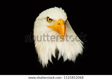 Portrait american eagle on the black background (Haliaeetus leucocephalus).