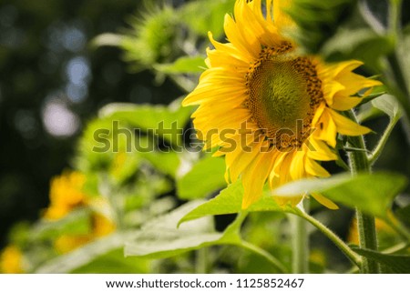 Yellow field of sunflowers. Blooming and Pollination. Agriculture industry of sunflower oil. Soil fertilization and abundant harvest