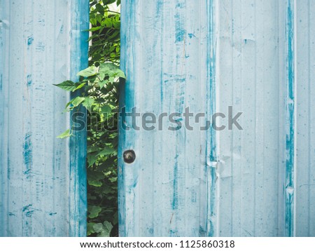 Blue cheap zinc fence with plants growing behind.
