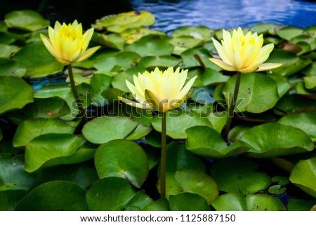 Yellow lotus blooming in the pond.