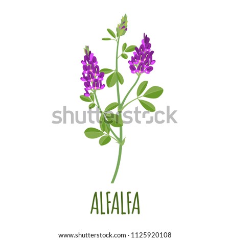 Alfalfa vector logo in flat style. Isolated object. Superfood alfalfa medical herb. Vector illustration. Royalty-Free Stock Photo #1125920108