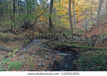 Calm creek in the dark forest 