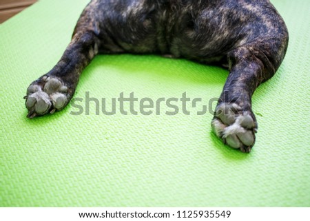 close up paws, brindle French bulldog lying on the yoga carpet on the terrace in summer, dogs poses