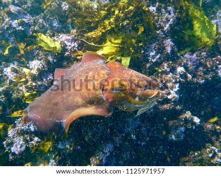 Giant Cuttlefish, Sepia Apama in Sydney, Australia