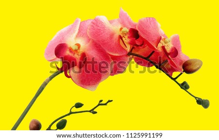 bright fuchsia orchid on neon yellow background clip art