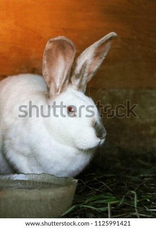 DOE-rabbit. A large rabbit sits in a cage next to a Cup of water.