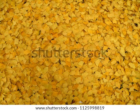  Yellow leaves fallen from a tree in autumn, a wonderful carpet.              